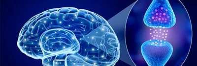 The endocannabinoid system explained